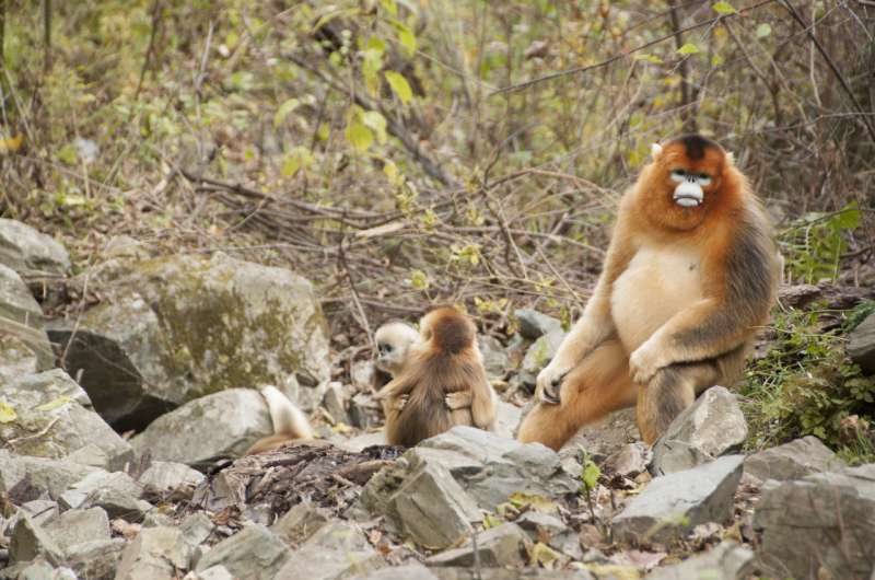 Monkeys eat fats and carbs to keep warm