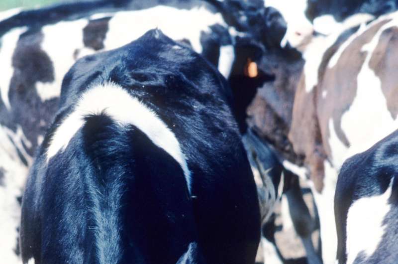 More accurate estimates of methane emissions from dairy cattle developed