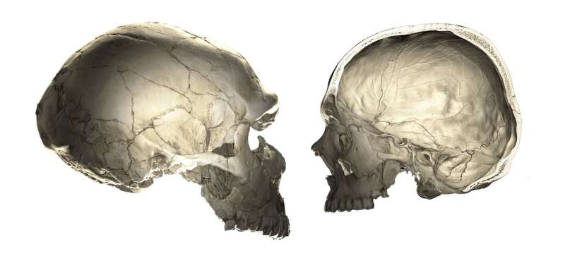 Neandertal genes give clues to human brain evolution