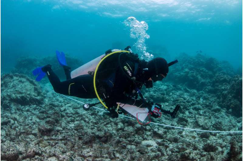 NE Australian marine heatwave shakes up coral reef animal populations