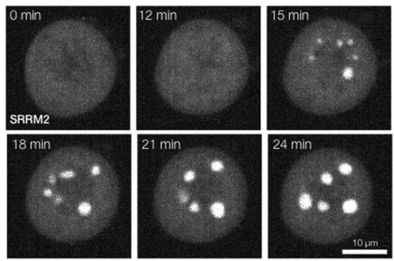 New control of cell division discovered