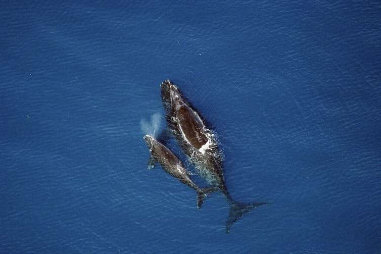 New fishing rules aim to protect Gulf of St. Lawrence right whales