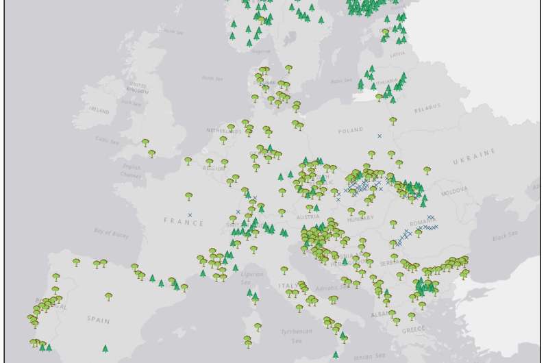 New map shows many old-growth forests remain in Europe