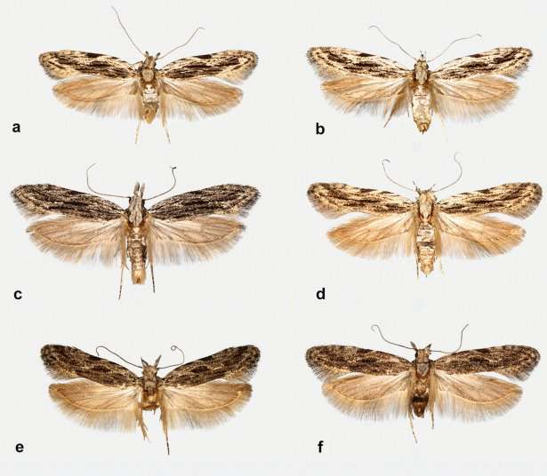 New moth species discovered in Denmark