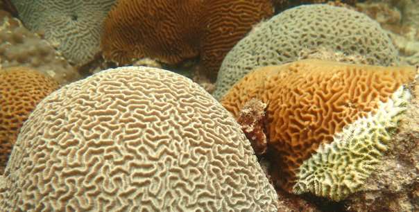 New NYU Abu Dhabi research suggests corals produce molecules that can help resist disease