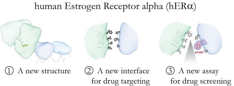 New options for breast cancer drug development found in estrogen receptors
