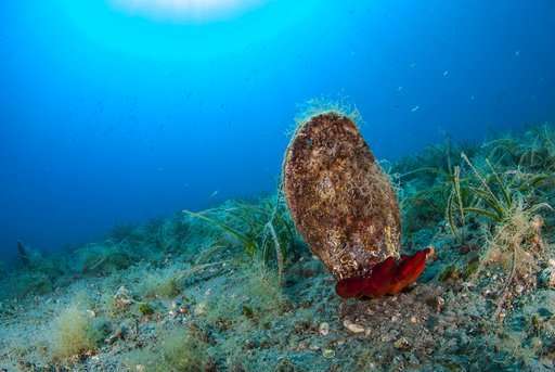 New parasite decimates giant clam species in Mediterranean