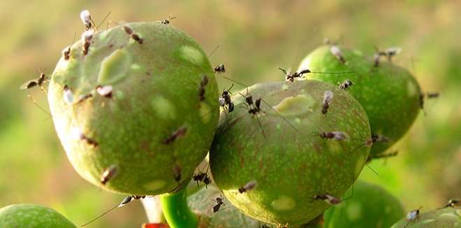 New phase proposed in the relationship between figs and wasps