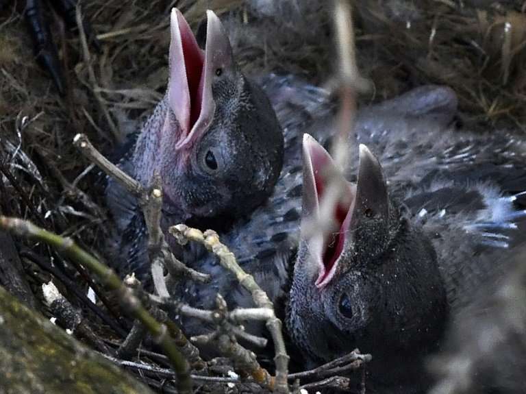 New reesarch suggests that birds gave up teeth to speed up egg hatching