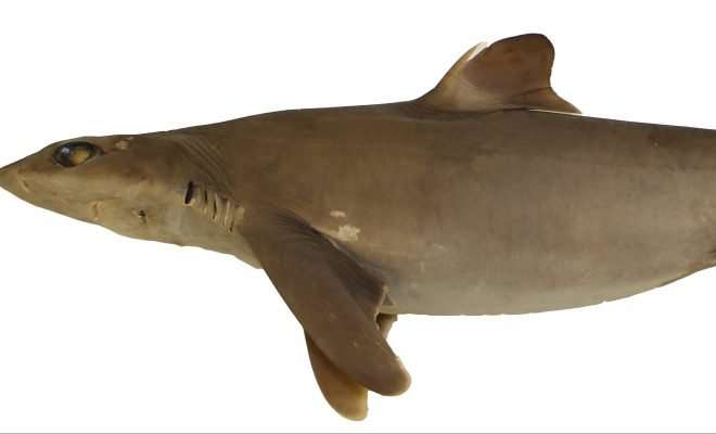 New shark species discovery may help conservation efforts