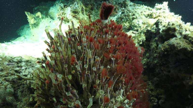 New undersea maps lead to hydrothermal vent and species discoveries