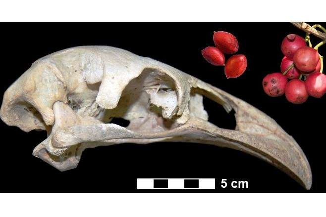 New Zealand’s large moa did not disperse large seeds
