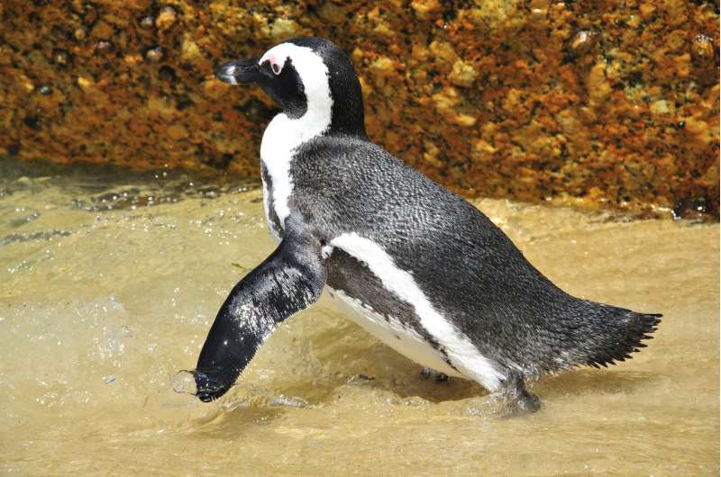 No-fishing zones help endangered penguins