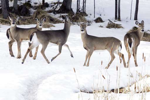 Northeastern US seeks to prevent arrival of deer disease