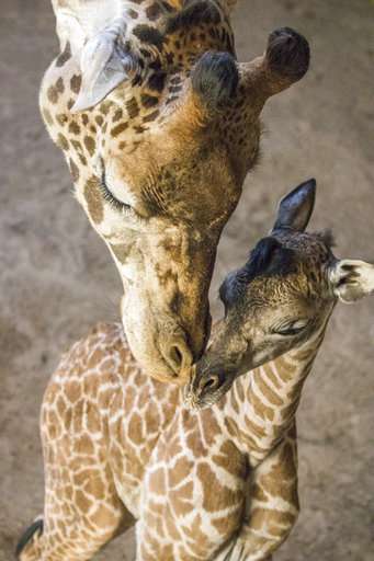 No small feat: Santa Barbara Zoo giraffe births 6-foot baby