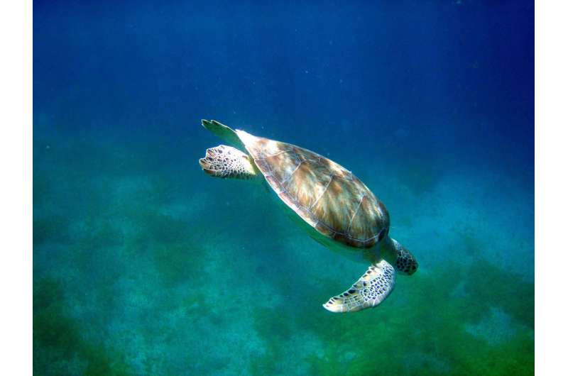 Novel technologies reveal key information about depleted east pacific green sea turtles