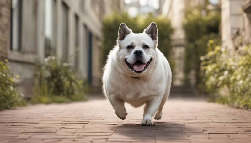 Obese dogs could have similar ‘personality’ traits to overweight humans – new study