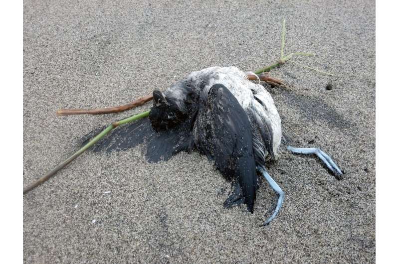 Ocean warming, ‘junk-food’ prey cause of massive seabird die-off, study finds