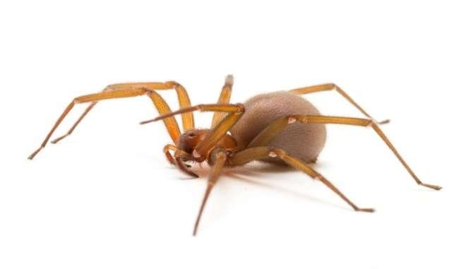 Ointment to counter the effects of brown recluse spider bites is tested on humans