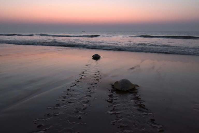 Olive ridley turtles are known to navigate thousands of miles of open ocean to reach beaches, where they come ashore under the c