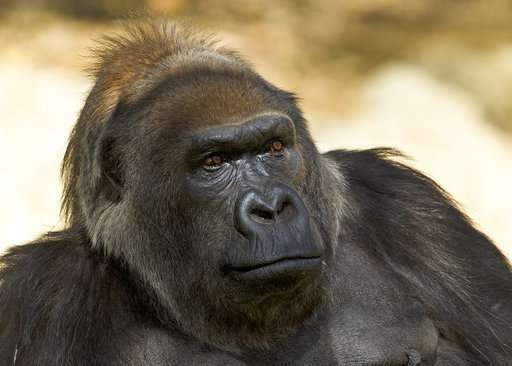 One of world's oldest gorillas dies at San Diego Safari Park