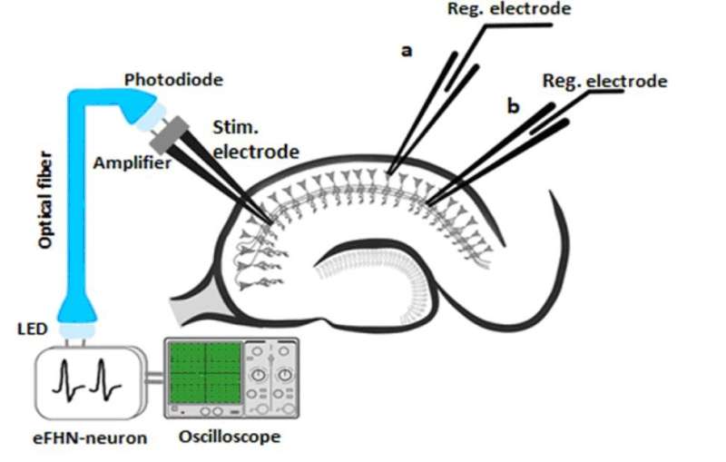 Optoelectronic interface for stimulating neural networks in the brain