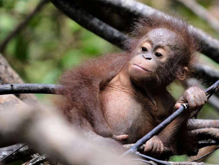 Orangutans in Borneo are just one of the world's many threatened species as Earth faces a biodiversity crisis