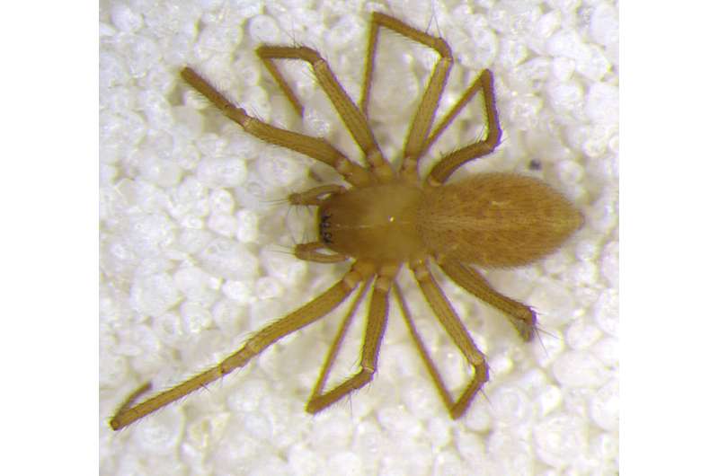 Out of the darkness: A new spider found deep within an Indiana cave