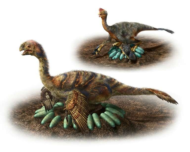 Oviraptosaurs were omnivores but had a toothless beak. This artist's impression comes from the University of Nagoya, Japan