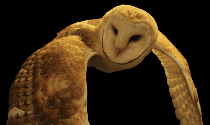 Owls help JHU scientists unlock secret of how the brain pays attention