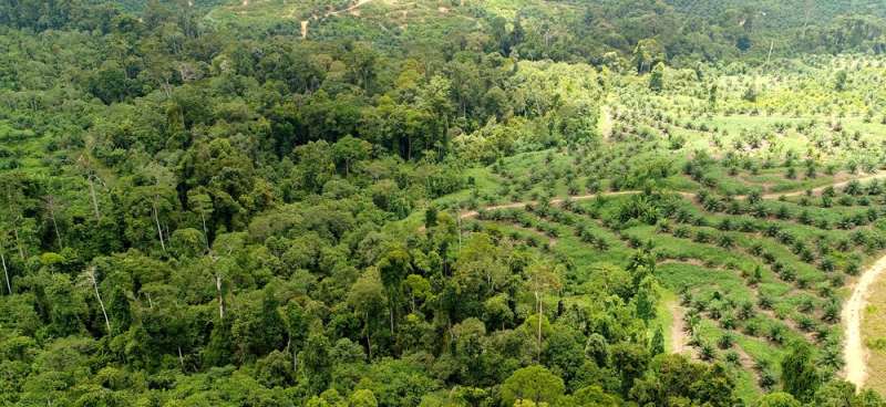Palm oil boycott could actually increase deforestation – sustainable products are the solution
