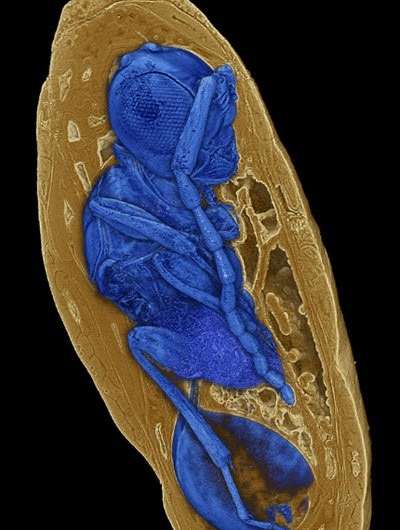 Parasites discovered in fossil fly pupae