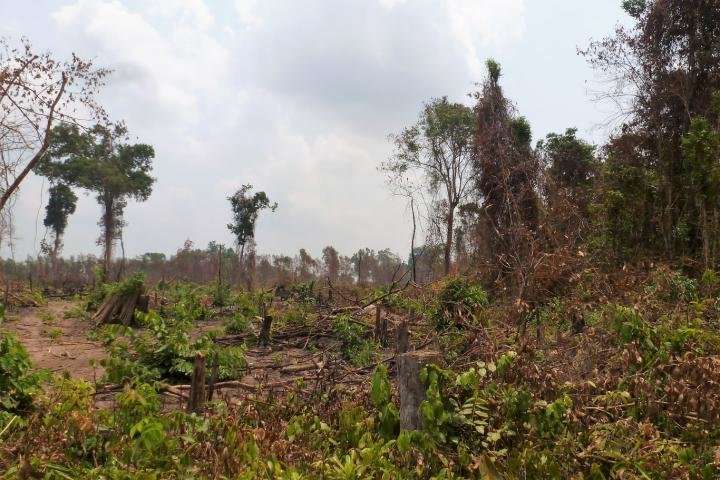 Payments to protect carbon stored in forests must increase to defend ...