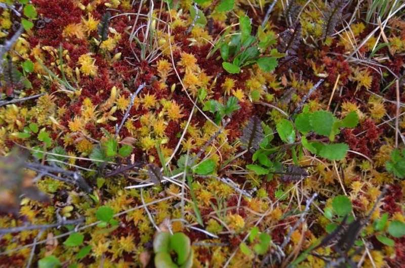 Peat expansion in the Arctic tundra could play a role in cooling a warming planet