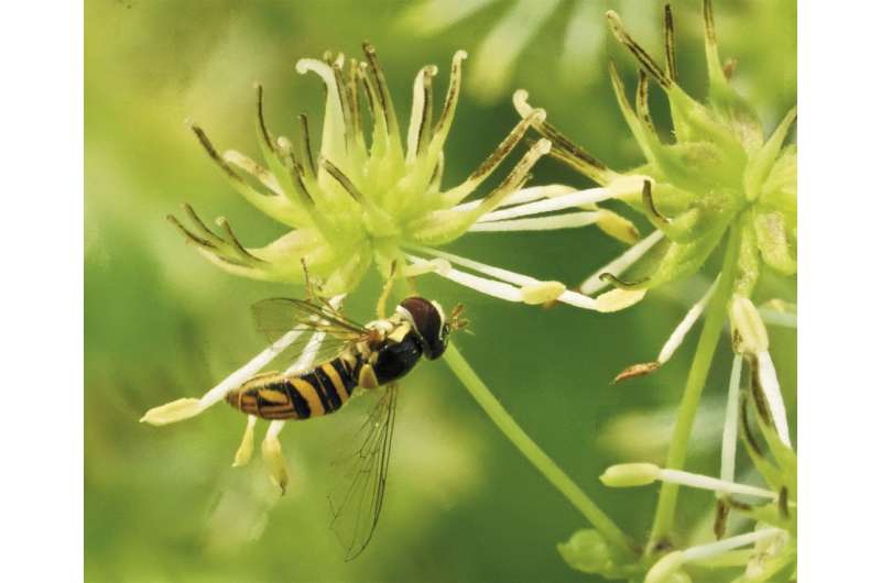 Plant biologists identify mechanism behind transition from insect to wind pollination