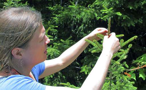 Pollution controls help red spruce rebound from acid rain