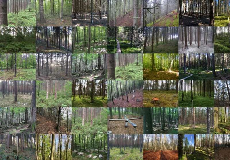 Pollution hits the fungi that nourish European trees