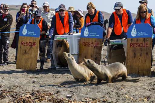 Potentially deadly infection hits California sea lions