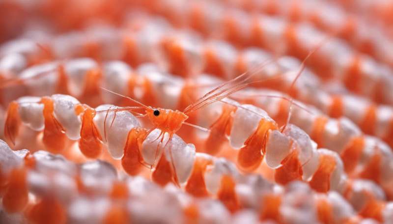 Prawn white spot virus, and how we tracked down its source in Asia