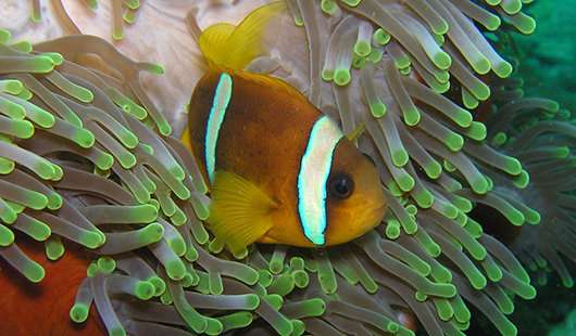 Predators drive clownfish relationship with an unlikely friend