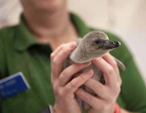 Premature baby penguin recovers after parents broke her egg