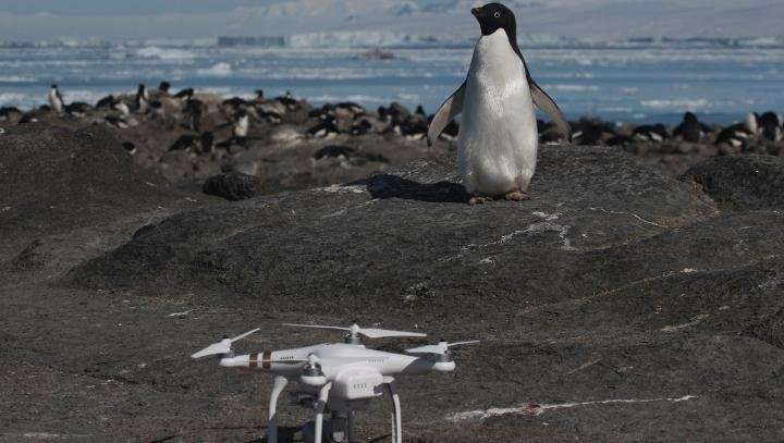 Previously unknown 'supercolony' of Ad&amp;#233;lie penguins discovered in Antarctica