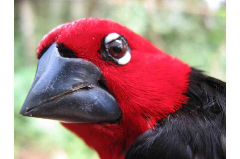 Princeton geneticist solves long-standing finch beak mystery