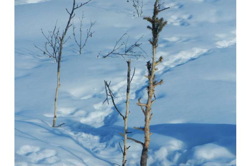Lenktynės per tundrą – baltoji eglė vs.  sniegbačių kiškis