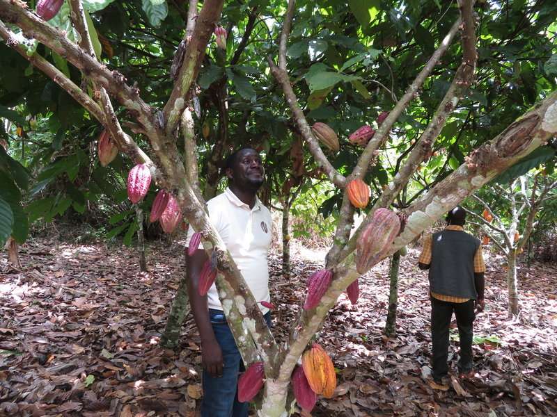 Ravaged by a poorly studied disease, cacao trees are dying