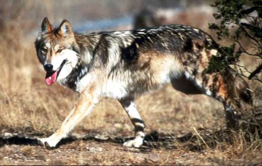 Record number of Mexican gray wolves found dead in 2018