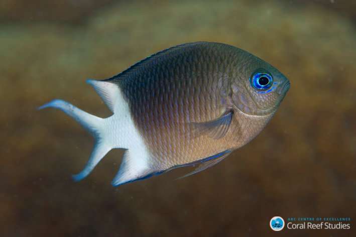 Reef fish inherit tolerance to warming oceans