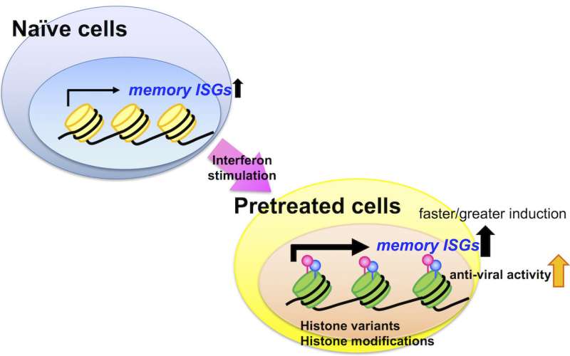 Repeated interferon stimulation creates innate immune memory