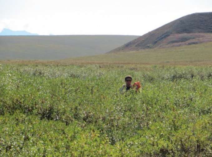 Research brief: Shifting tundra vegetation spells change for arctic animals