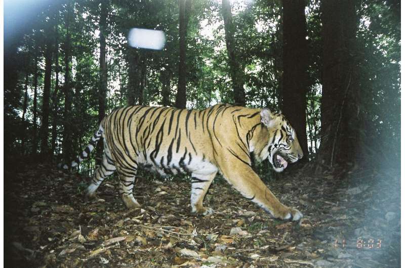 Research methods that find serial criminals could help save tigers